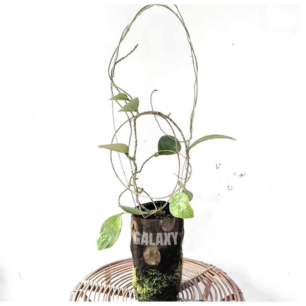 Pot Dari Batang pakis