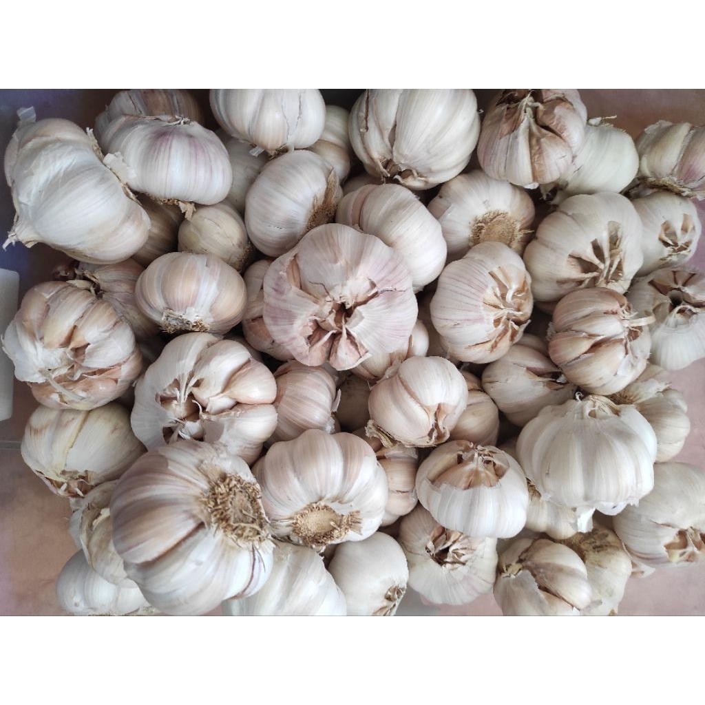 

Baput Bawang Putih 1KG