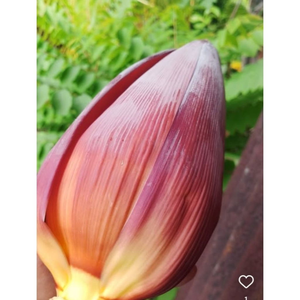 

Jantung pisang kepok segar 1 kg ( isi satu buah) herbal fresh