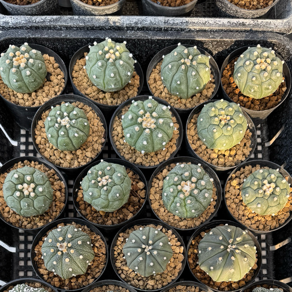 Astrophytum Kikko