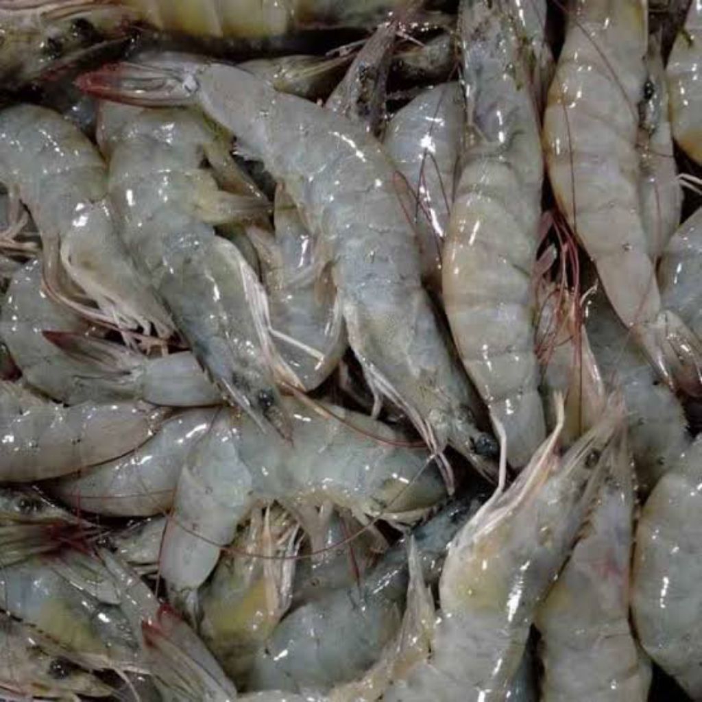 

Udang Vaname 500g Segar Fresh Pasar Ikan Flamboyan Pontianak