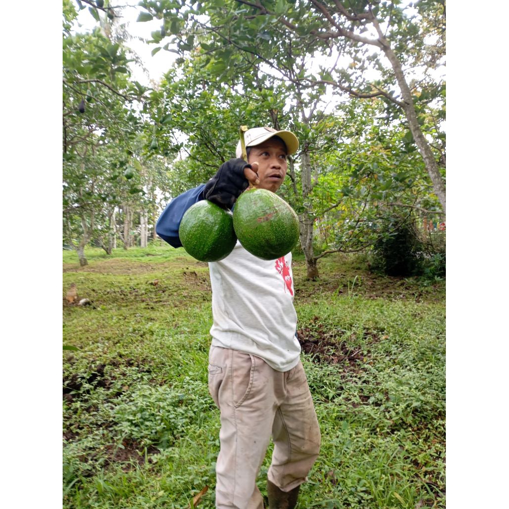 

alpukat mentega jumbo