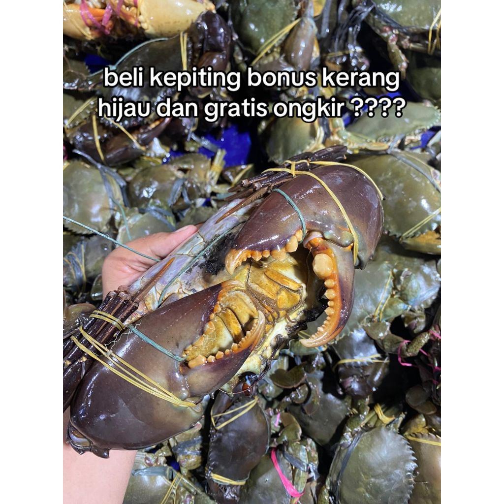 

kepiting Bakau Segar