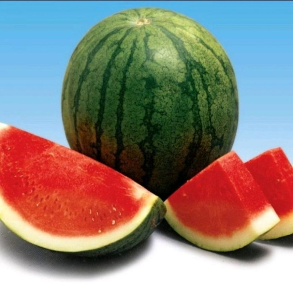 5 Biji-Benih Semangka MADRID,Semangka Non Biji