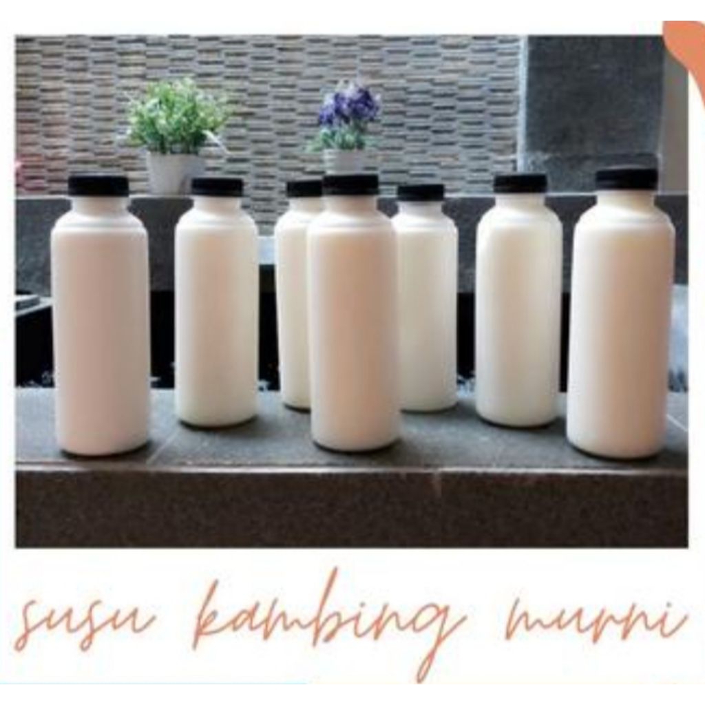 

susu kambing murni ,