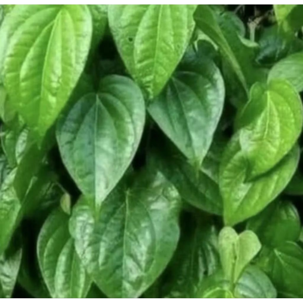 

Cinta _Official- Daun sirih Segar untuk kesehatan saat order baru di petik