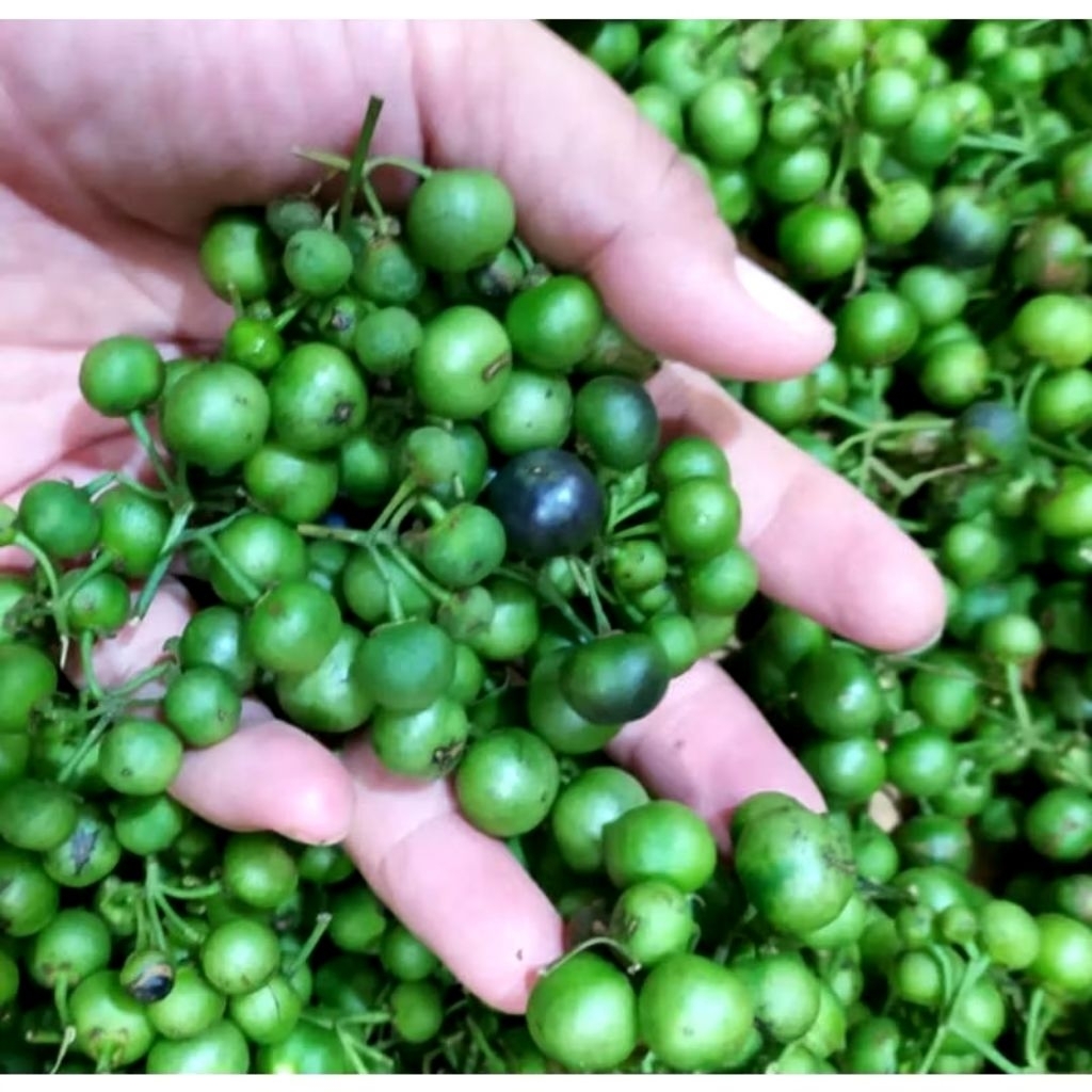 

benih leunca 50butir