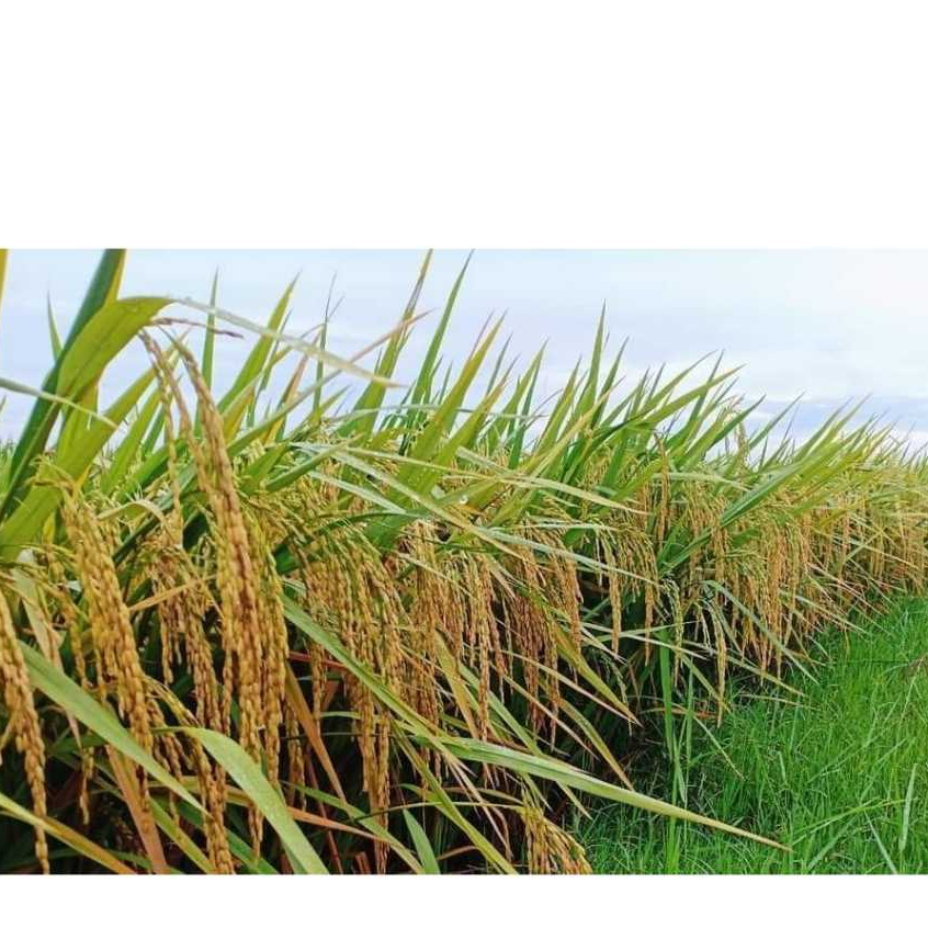 

Gabah Padi Trisultan Ori 5kg