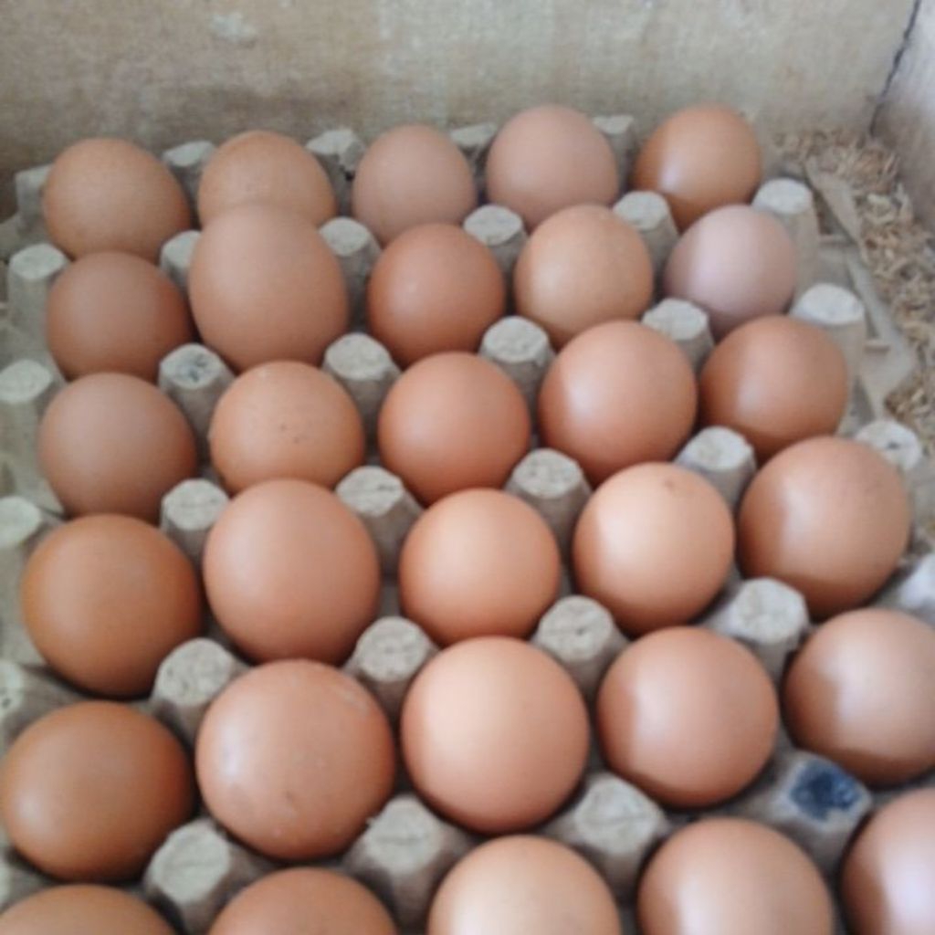 

telur ayam negri primium fresh 30butir