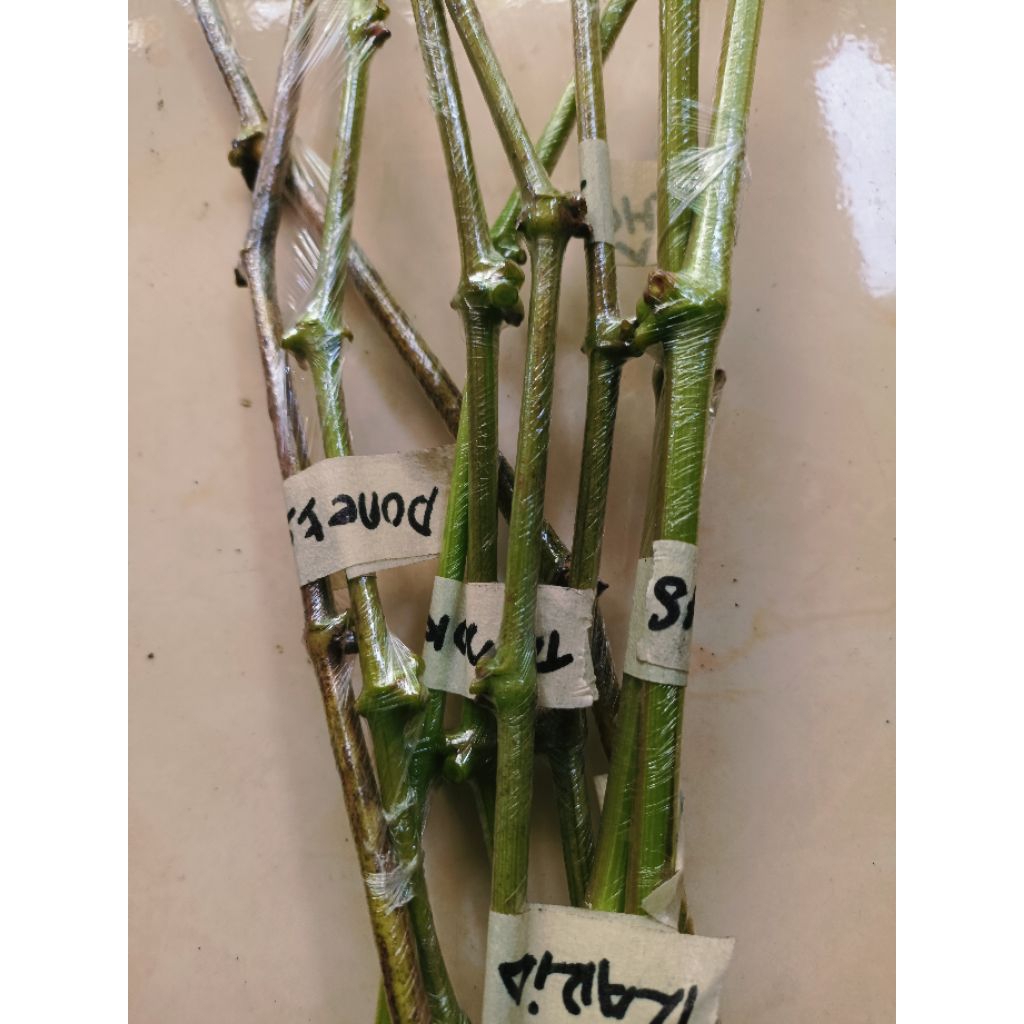 entres anggur import per paket