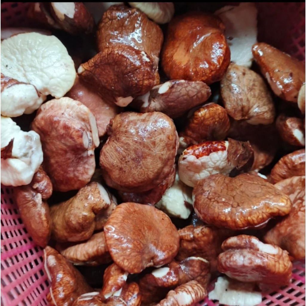 

Gayam Kupas Fresh Buah Gayam Mentah Utuh