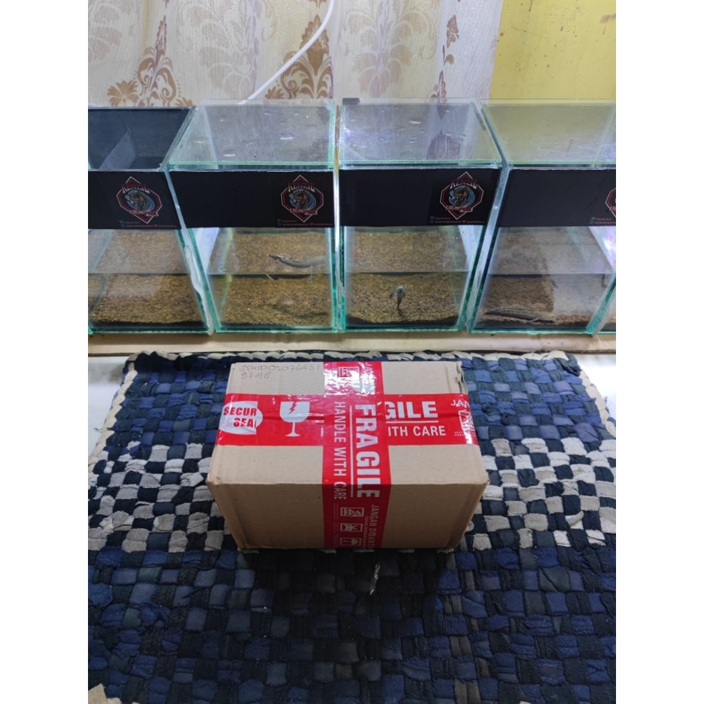 air Ketapang baby maru ys