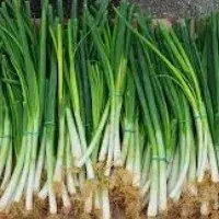 

Daun Bawang - 100 Gram