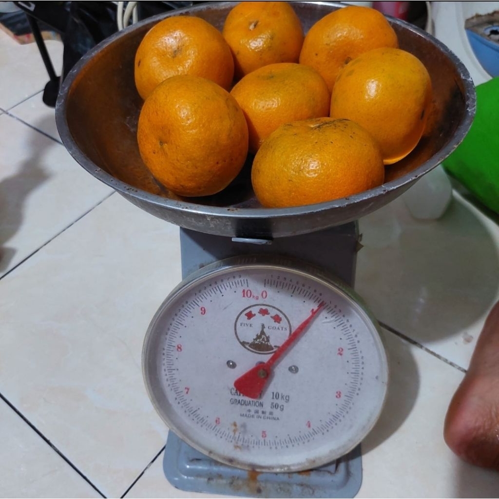 

Jeruk Medan Organik, fresh segar.