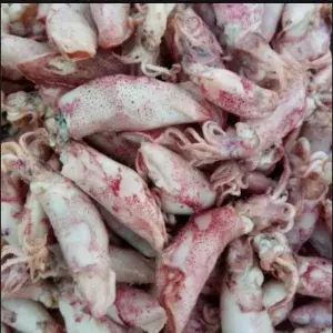 

Ikan asin Cumi besar 250 Gram