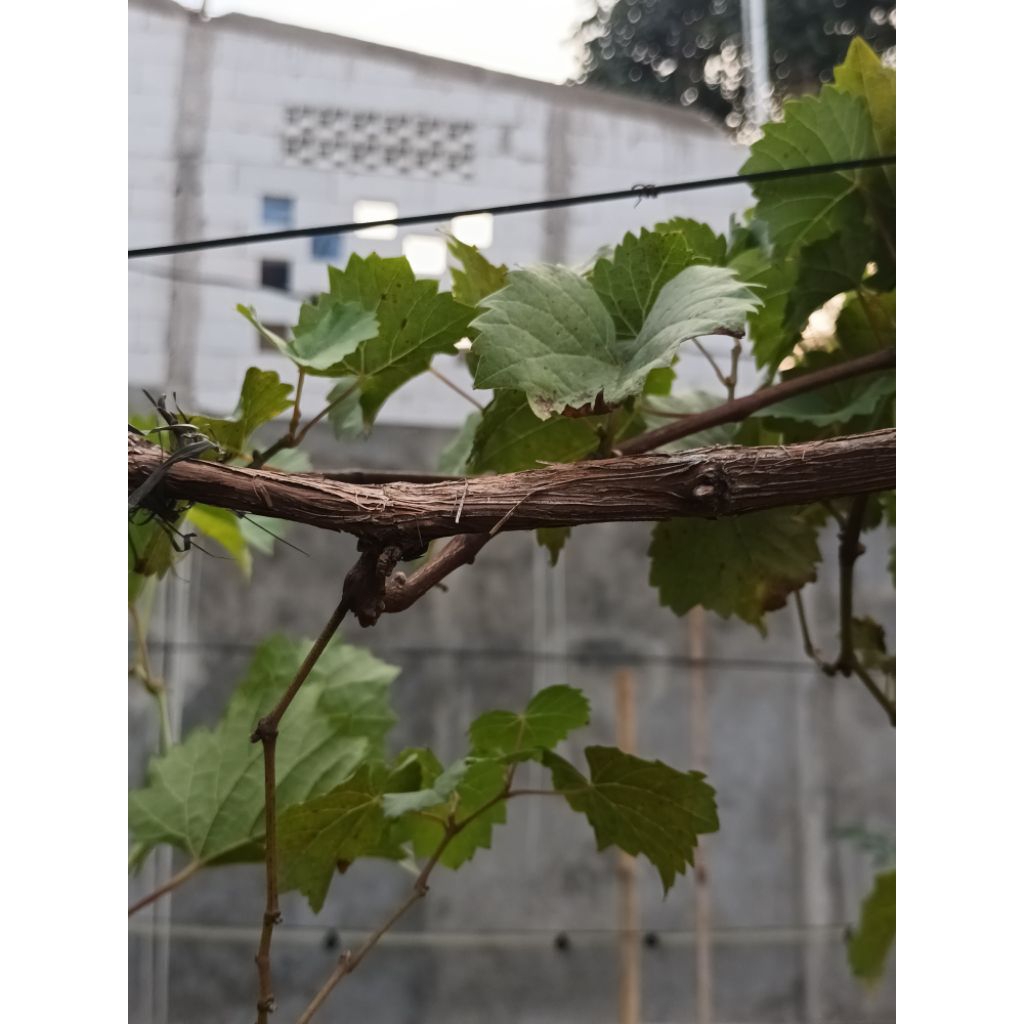 rostok untuk batang bawah tanaman anggur