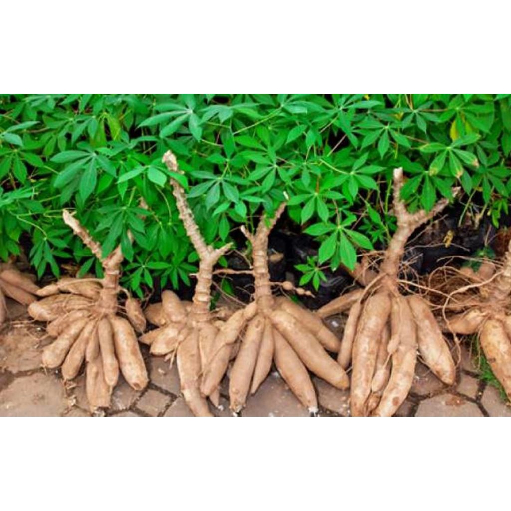 

bibit stek singkong putih super harga perbatang | murah meriah | produk berkualitas