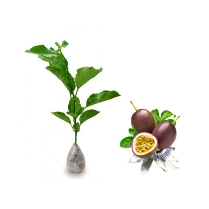 Bibit Markisa Merah - Markisa Manis