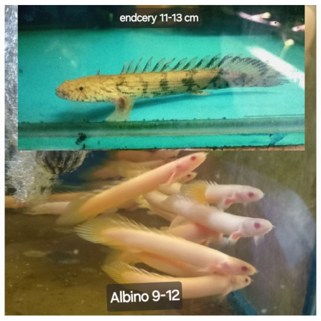 

003- [BISA COD] kardus packing isi paket hemat Endly dan albino