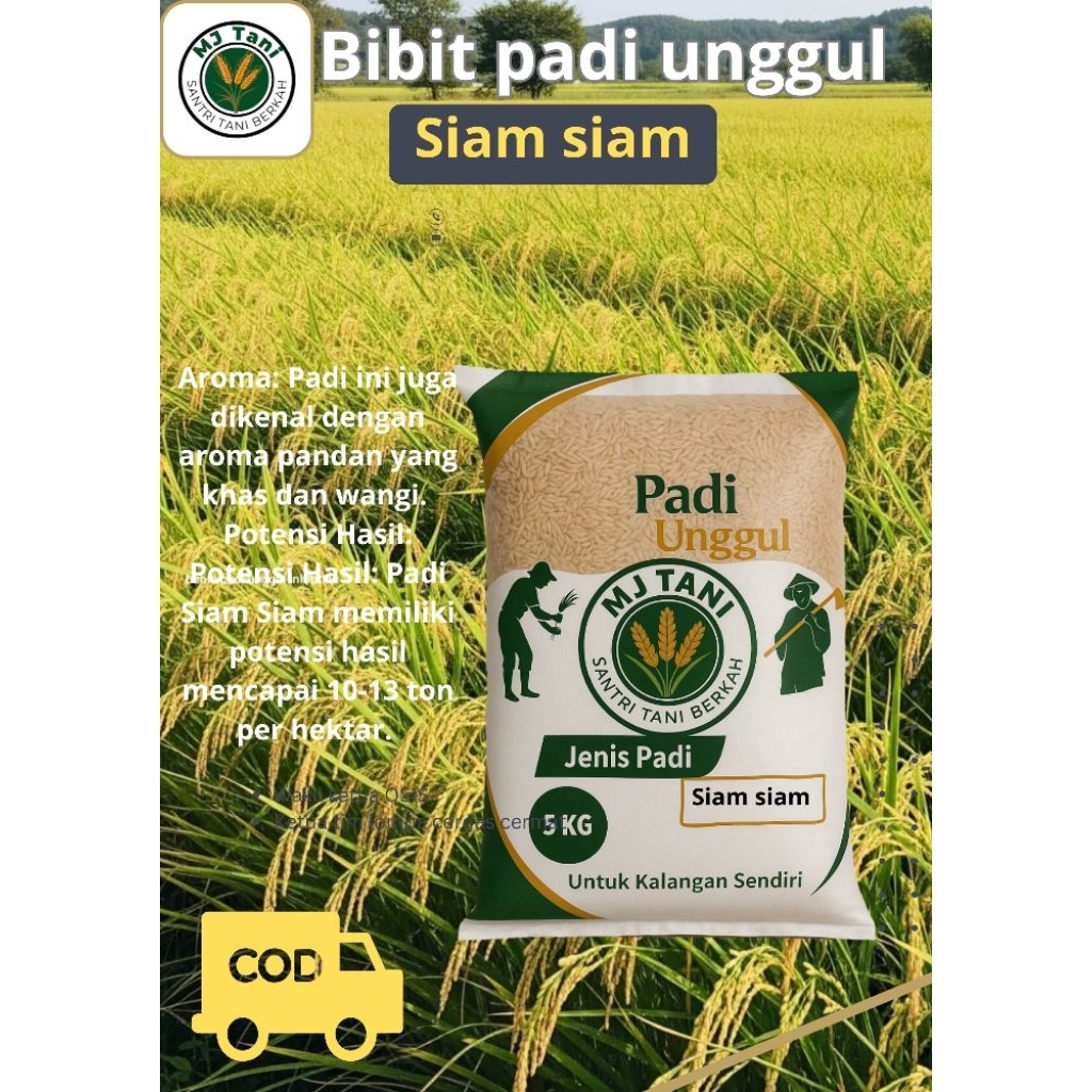 bibit padi unggul SIAM SIAM 5KG