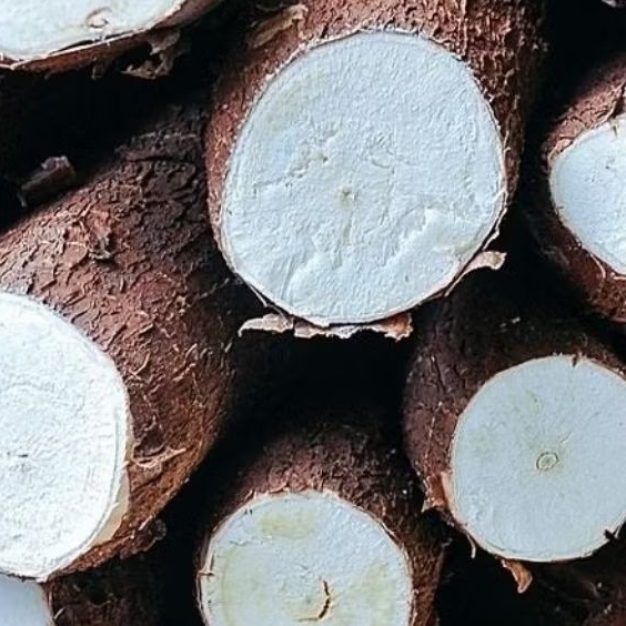 

buah singkong merah pulan segar paket cargo berat 8 kg