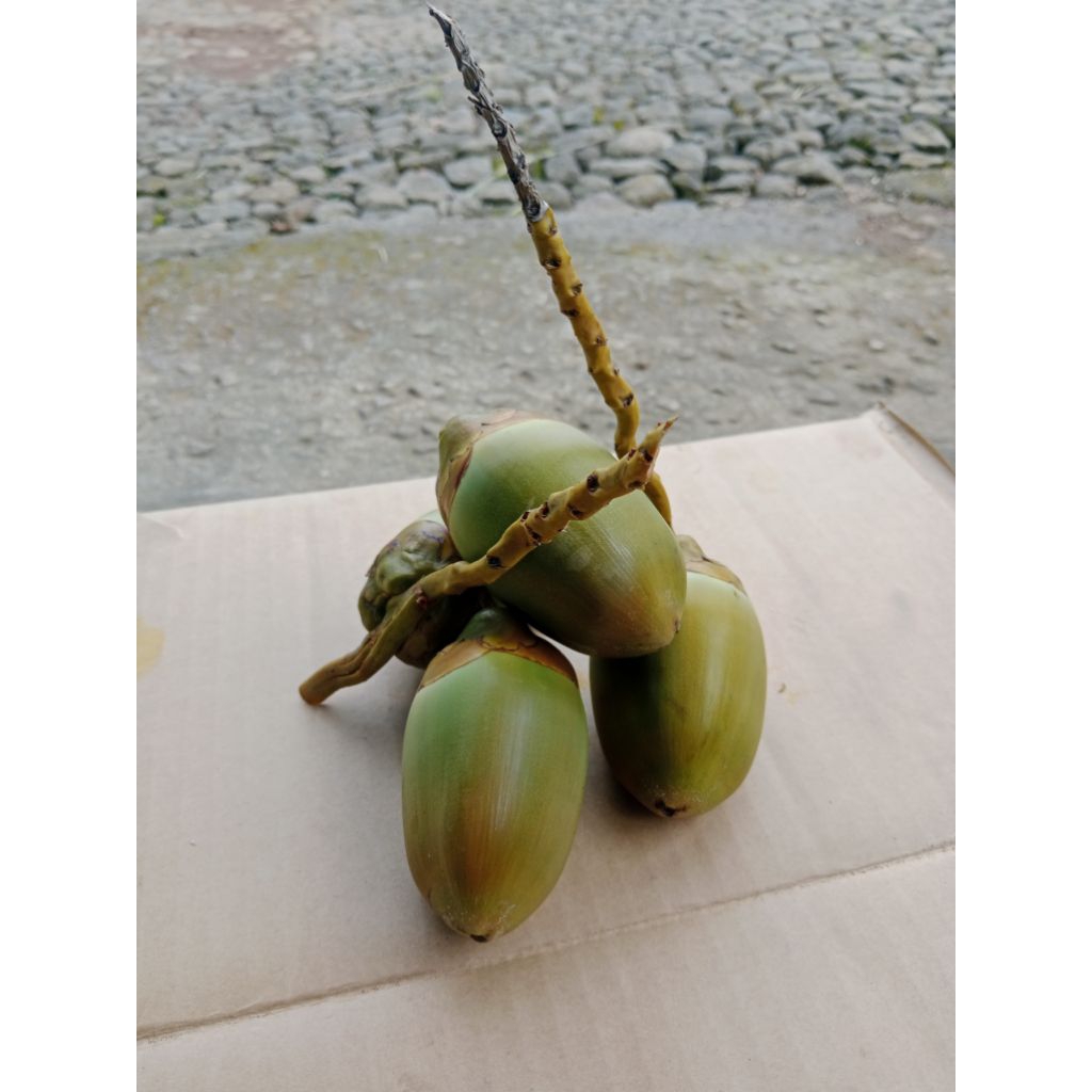 

tembuluk atau beluluk kelapa segar