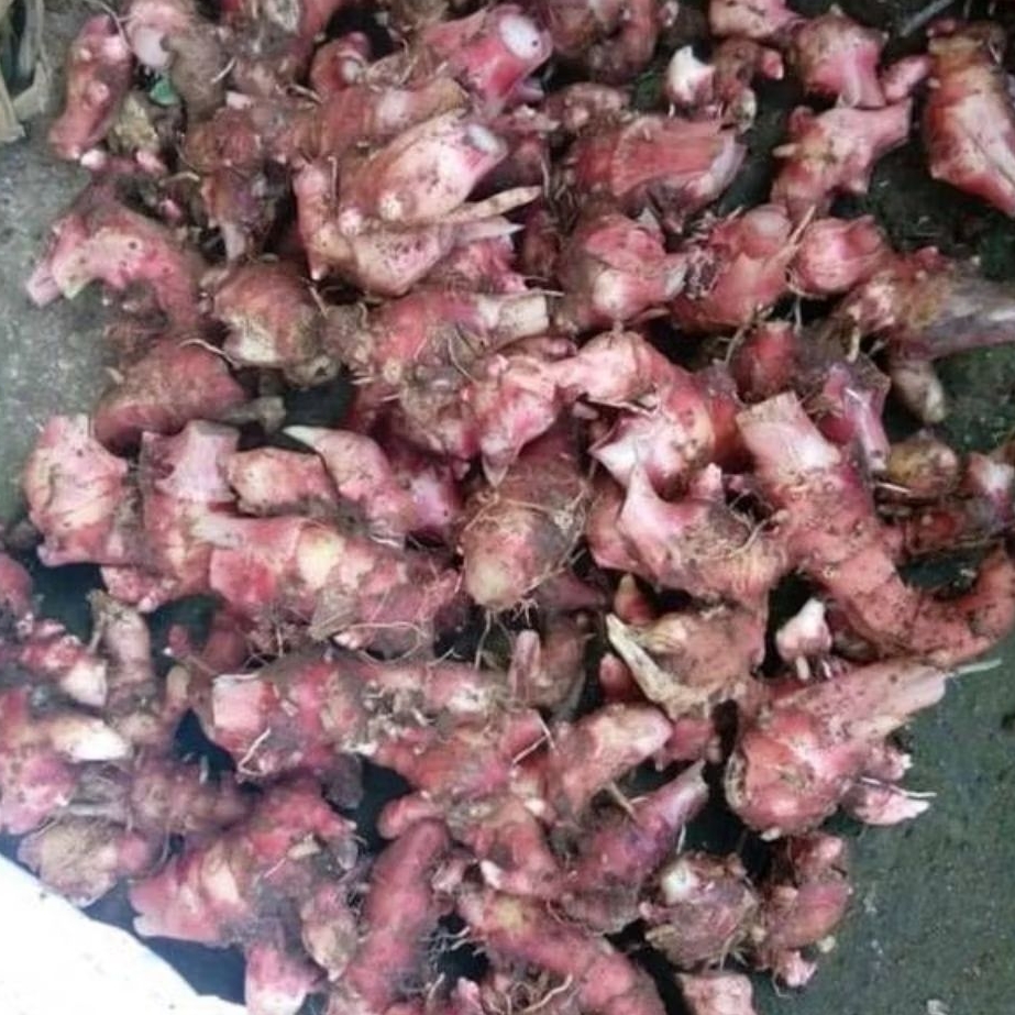 

jahe merah segar siap kirim sudah bersih 250 gram