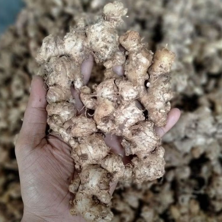 

jahe mprit segar sudah beresih siap kirim 250 gram