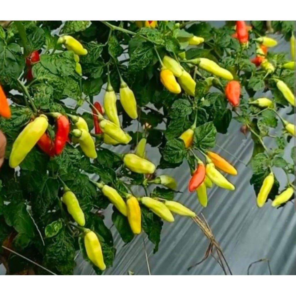 

biji cabai domba 1 gram