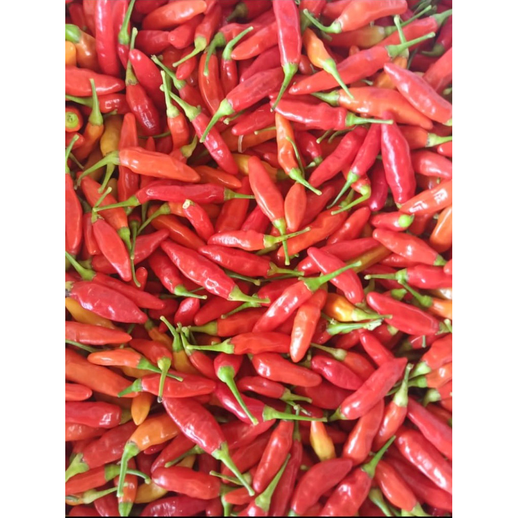 

cabe ori /cabe ayam geprek