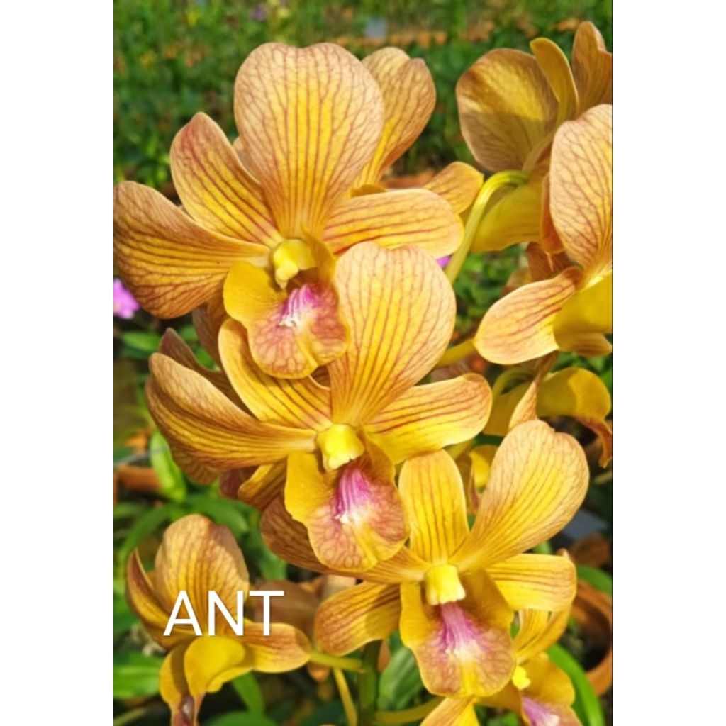 Anggrek dendrobium id Ant ( Strip brown antares )