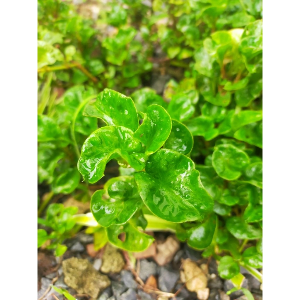 Tanaman Bayam Brazil