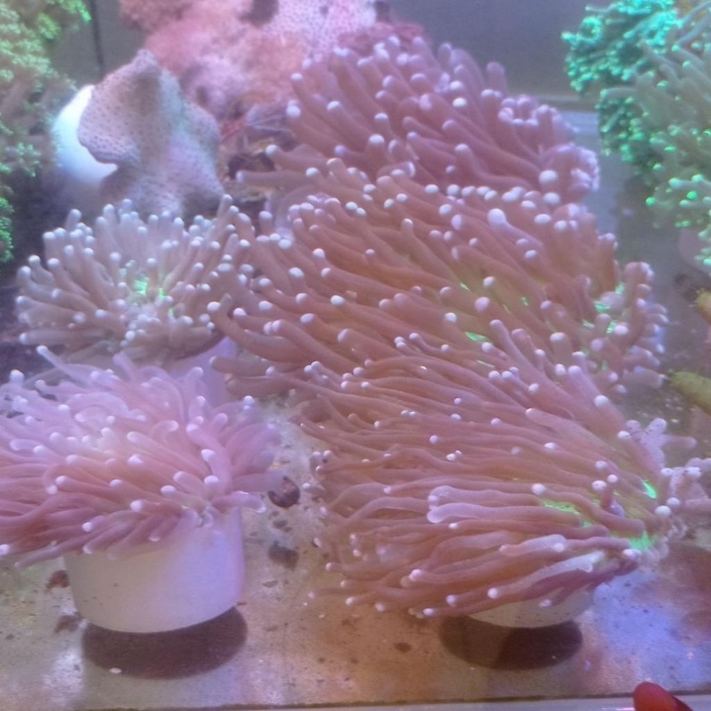 ( Medan sekitarnya) Anemon Piring / Anemon Jagung /Rumah Nemo / Clownfish Home / Anemon ClownFish (I