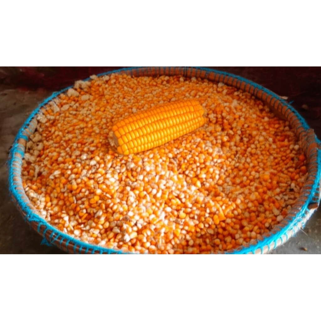 

Jagung Pipil Kiloan Madura