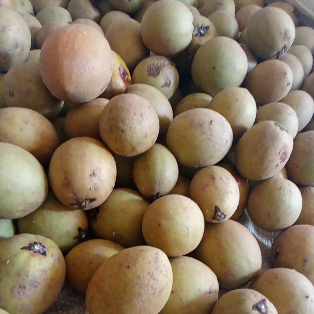 

buah sawo madu / sauh 1kg