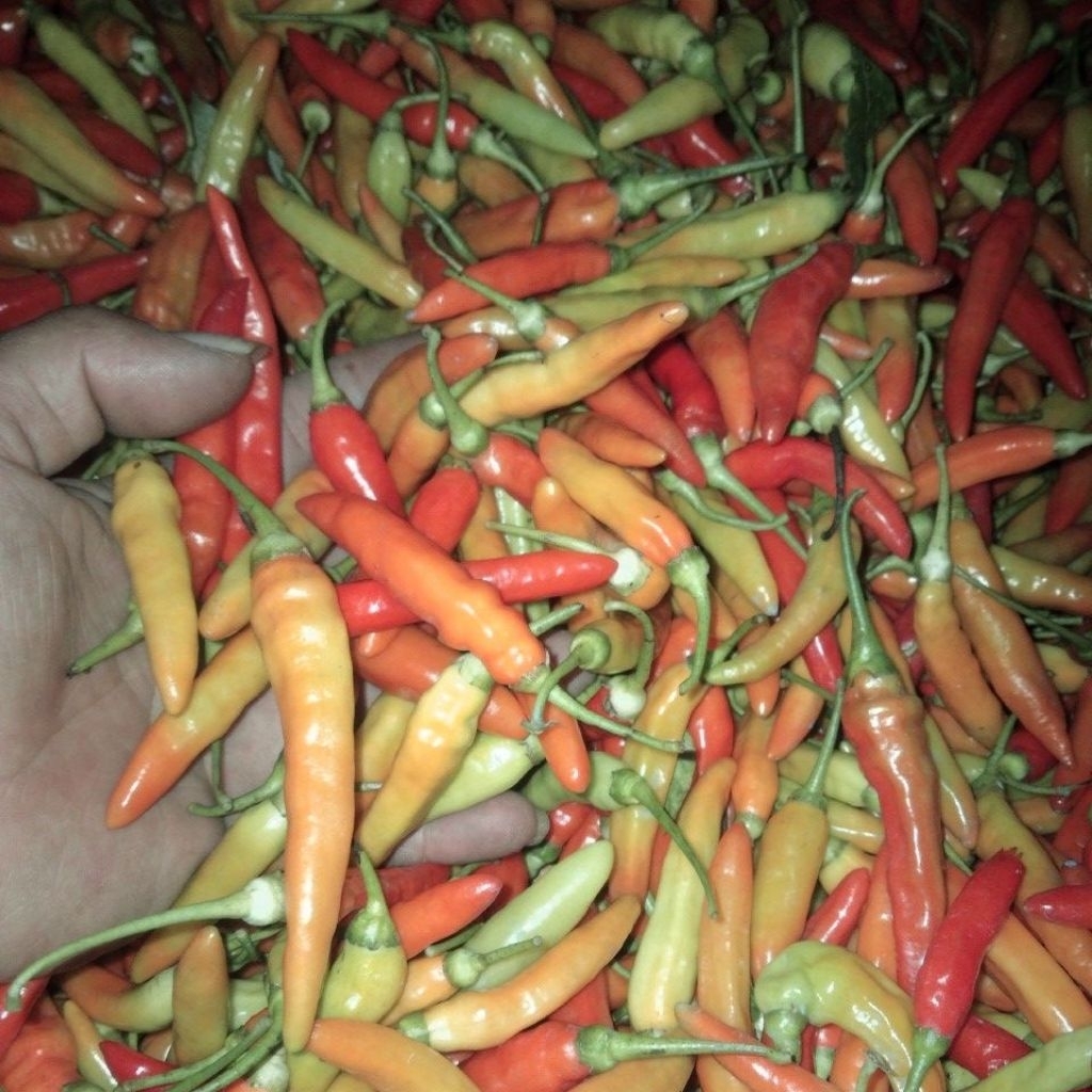 

Cabe Cabai Rawit Merah 1kg Fresh