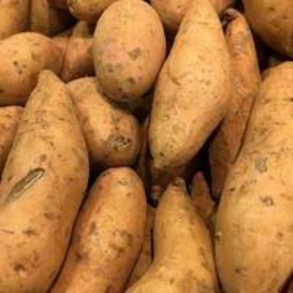 

Ubi Cilembu manis simadu 1 kg