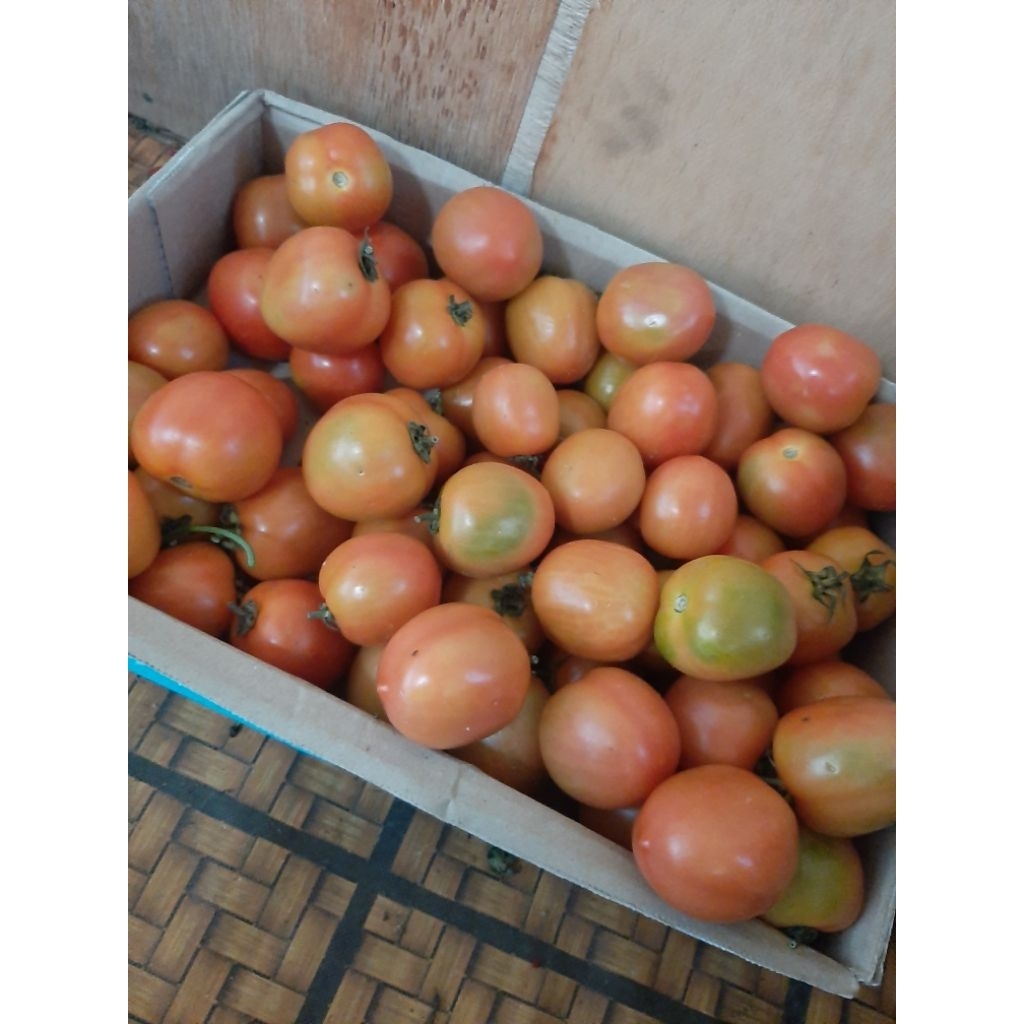 

tomat servo fresh langsung petani