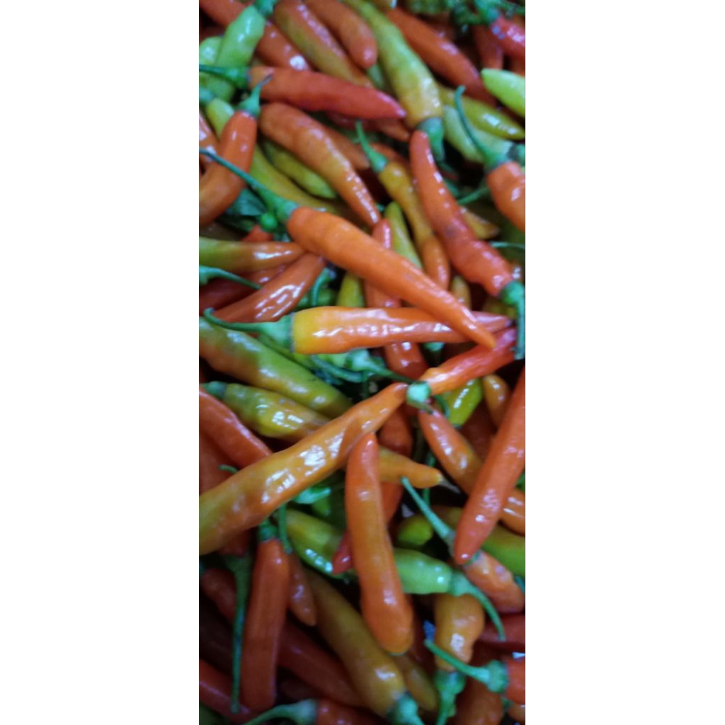 

Cabe Cabai Rawit Merah Ori Fress Dari Petani