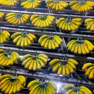 

pisang barangan medan sisiran