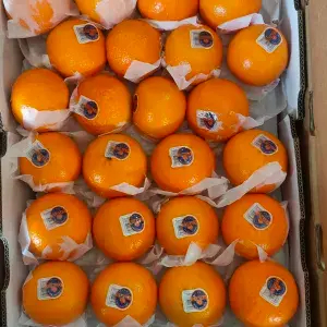 

jeruk honey murcot 1pcs