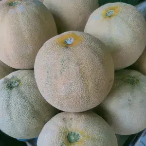 

Melon Madu
