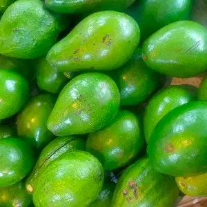 Alpukat  mentega matang 1kg