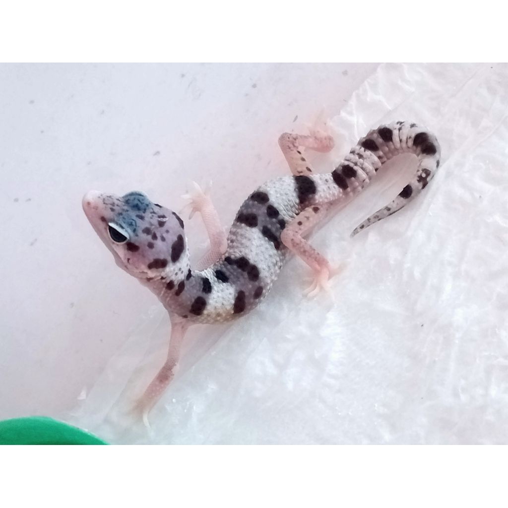 Mainan Anak baby gecko