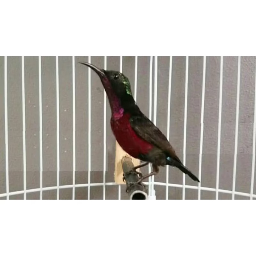 KOLIBRI NINJA DADA MERAH JANTAN pilihan istimewa