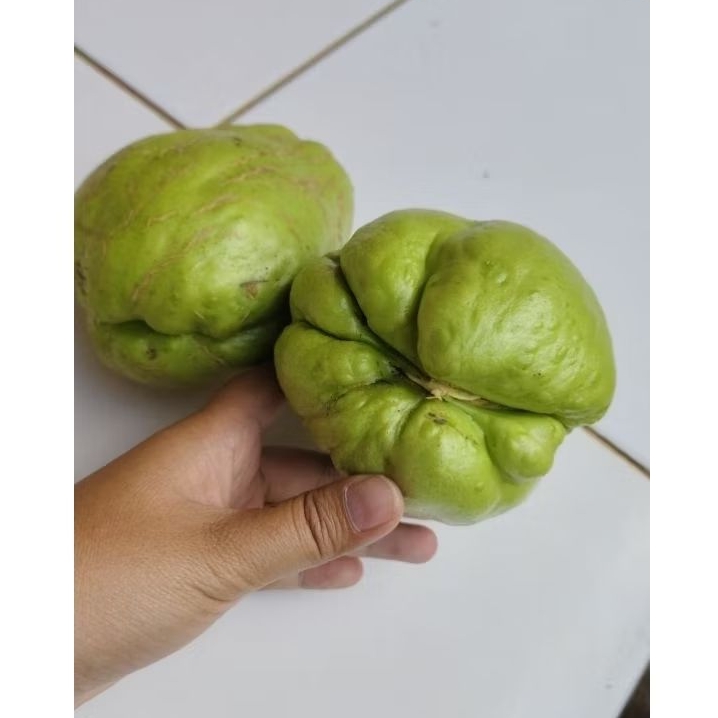 

Bibit Labu Acar / Bibit Labu Baby harga /pcs