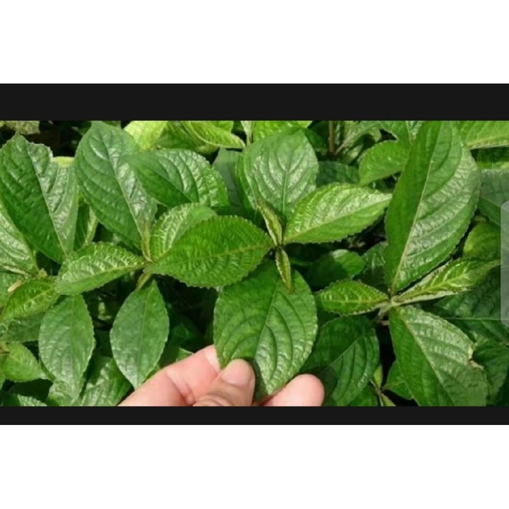 

DAUN KECIBELING 250 GRAM