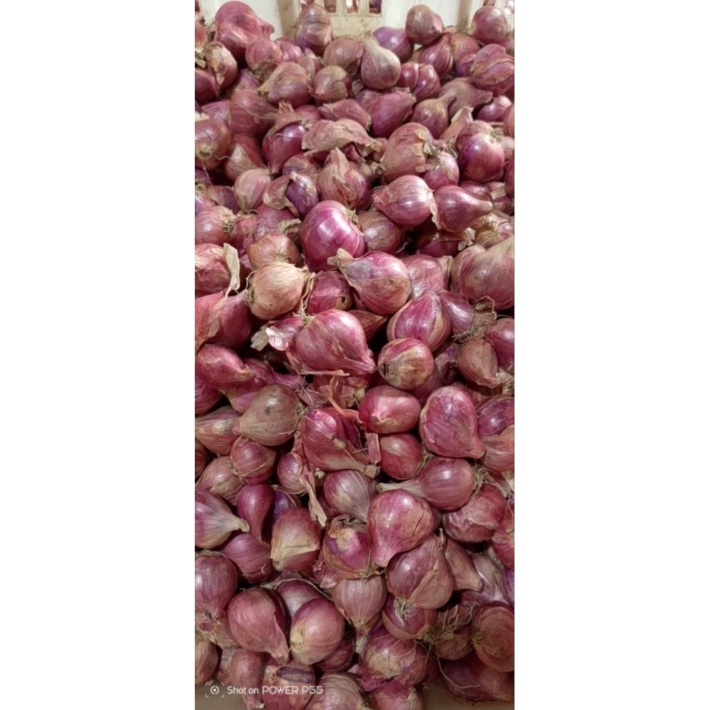 

bawang merah tanggung kecil