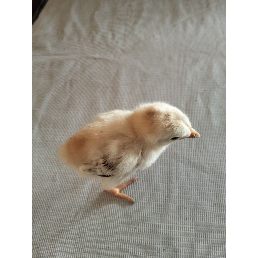 Anak Ayam Hidup – Ayam Kampung Unggulan Balitbangtan (KUB)