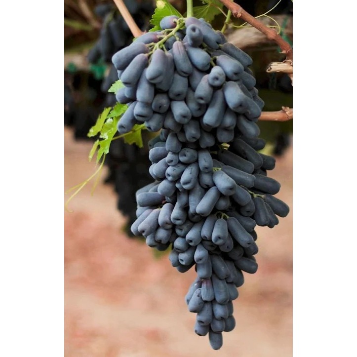Bibit Tanaman Buah Anggur Hitam Rimbun Siap Buah Cocok Ditaruh Pot Kualitas Unggul